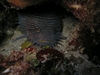 Splendid Cozumel Toadfish