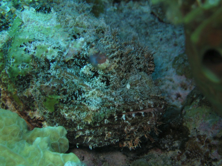 Scorpion Fish blended in well
