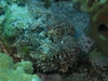Scorpion Fish blended in well