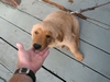 "Taz" taste-testin` my hand @ Papa Hog`s Dive Center - What a Face!