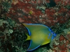 Angel Fish in the Bahamas