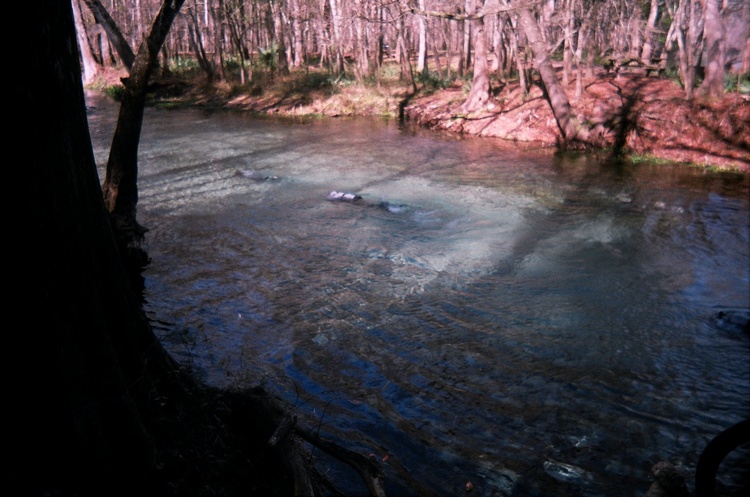 Ginnie Springs