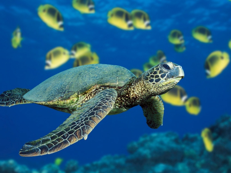 Green sea turtle.