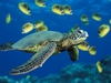 Green sea turtle.