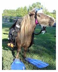 Just to carry my extra gear??!!