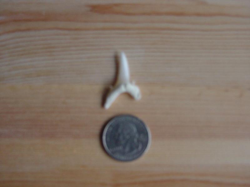 Sand Tiger Shark Tooth from the USS Vermillion