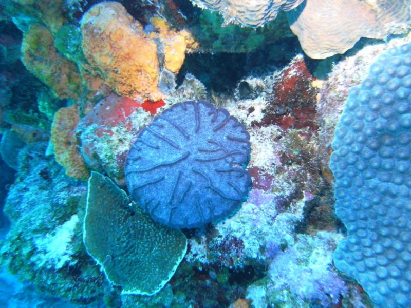 Cozumel Reef