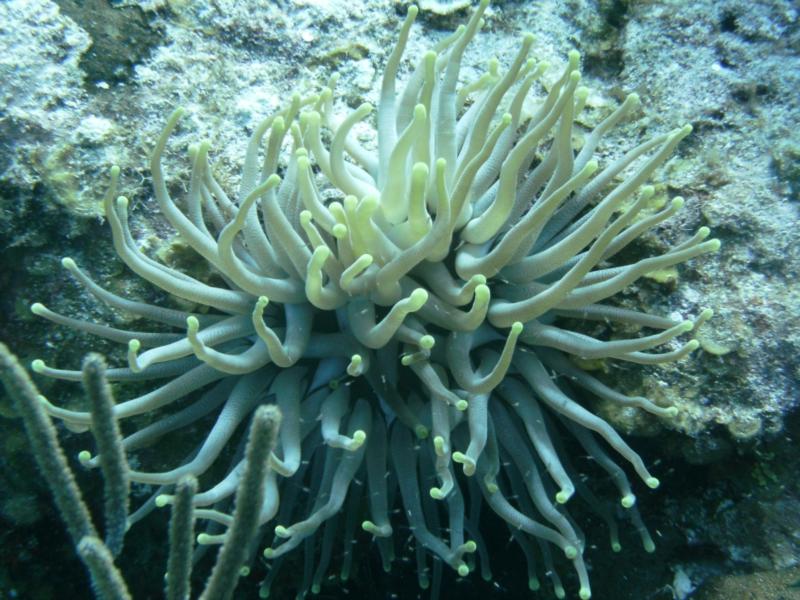 Nice Anemone 