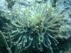 Nice Anemone 