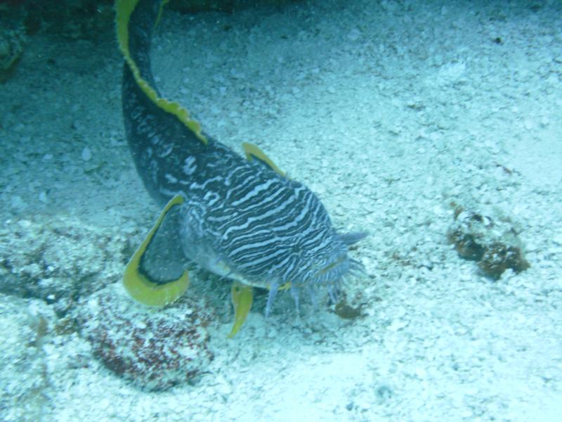 Splendid Toad Fish