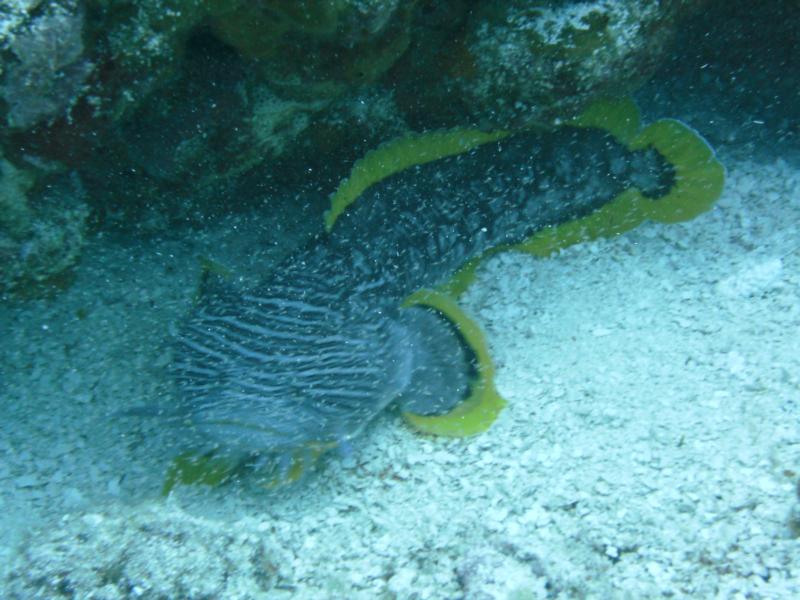 Splendid Toad Fish