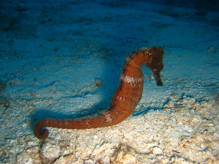 Cozumel Jan 2008 - female seahorse