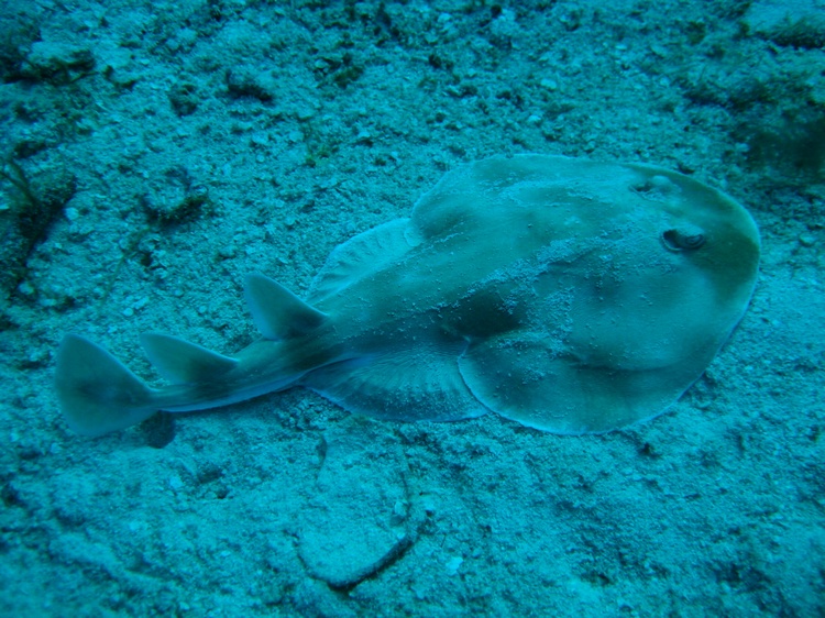 Cozumel - Jan 2008 - Lesser electric ray