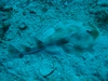 Cozumel - Jan 2008 - Lesser electric ray