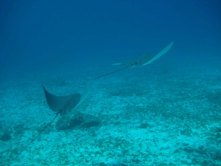 Cozumel - Jan 2008 - Spotted Eagle Rays