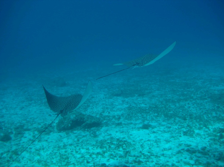 Cozumel - Jan 2008 - Spotted Eagle Rays