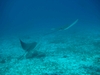Cozumel - Jan 2008 - Spotted Eagle Rays