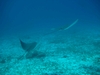 Cozumel - Jan 2008 - Spotted Eagle Rays