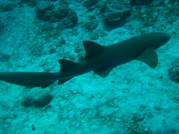 Cozumel - Jan 2008 - large nurse shark