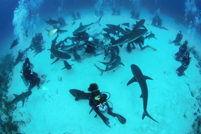 Bahamas Jul 08 - Shark feeding