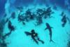 Bahamas Jul 08 - Shark feeding