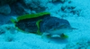 Cozumel - toad fish