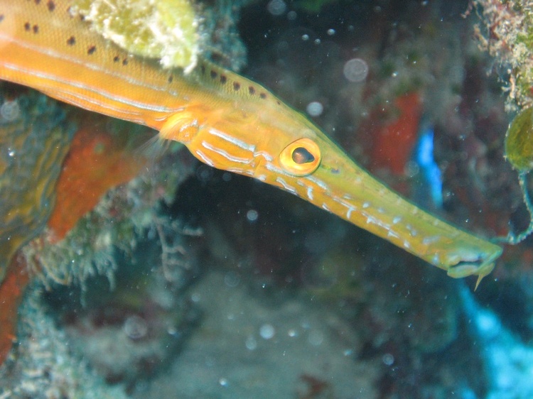 Cozumel - trumpet fish