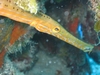 Cozumel - trumpet fish