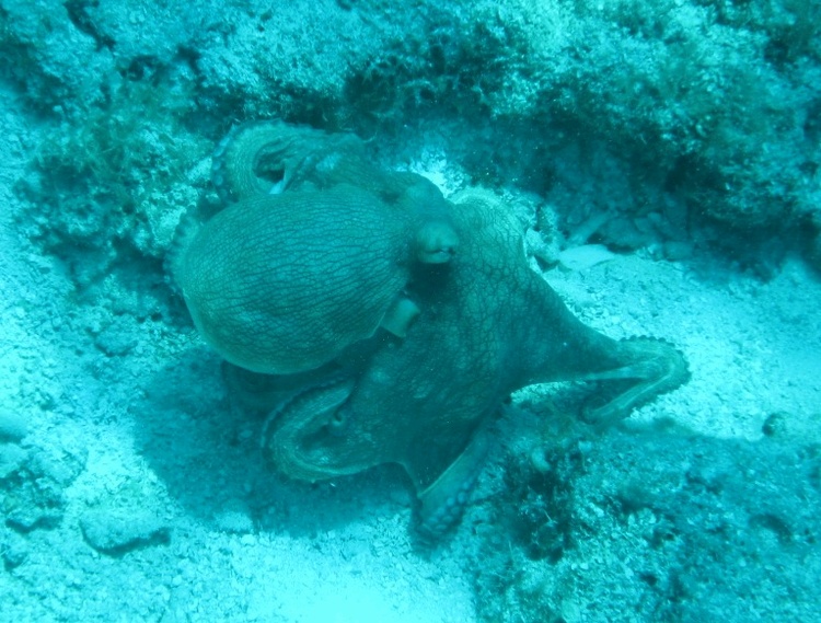 Cozumel - octo in daytime