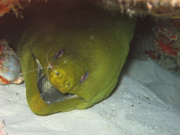 Cozumel - mean green moray