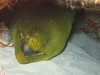 Cozumel - mean green moray