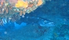Cozume - mean barracuda