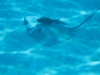 Cozumel - sting ray