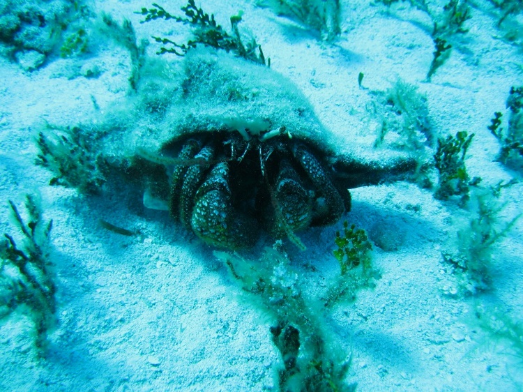 Cozumel - hermit crab