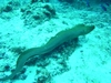 Green moray (~7 ft) out for a swim