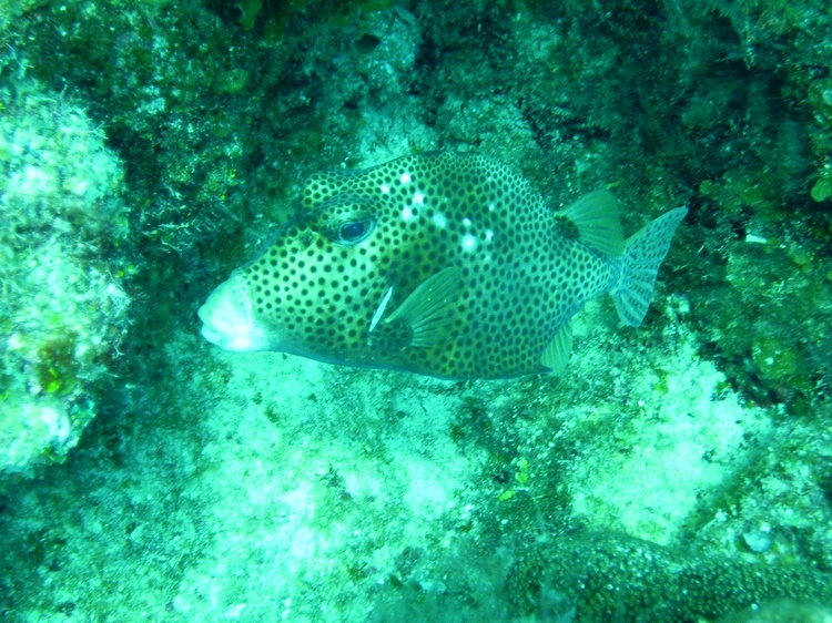 Trunk fish