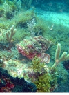 Stone Fish Labandera reef Cozumel drift dive