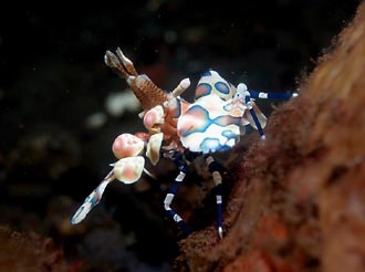 Hymenocera elegans from Bali