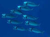 Rastrelliger kanagurta form the Red Sea