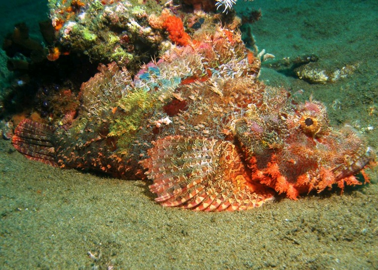 Apo Island 6