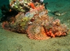 Apo Island 6