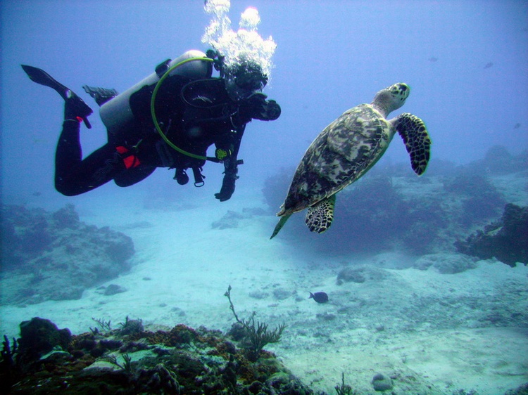 Picture of me taking a picture of a turtle in Cozumel - shot by Tony (Mcgyver4739) - Dec 2007