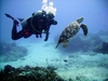 Picture of me taking a picture of a turtle in Cozumel - shot by Tony (Mcgyver4739) - Dec 2007