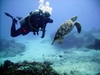 Picture of me taking a picture of a turtle in Cozumel - shot by Tony (Mcgyver4739) - Dec 2007