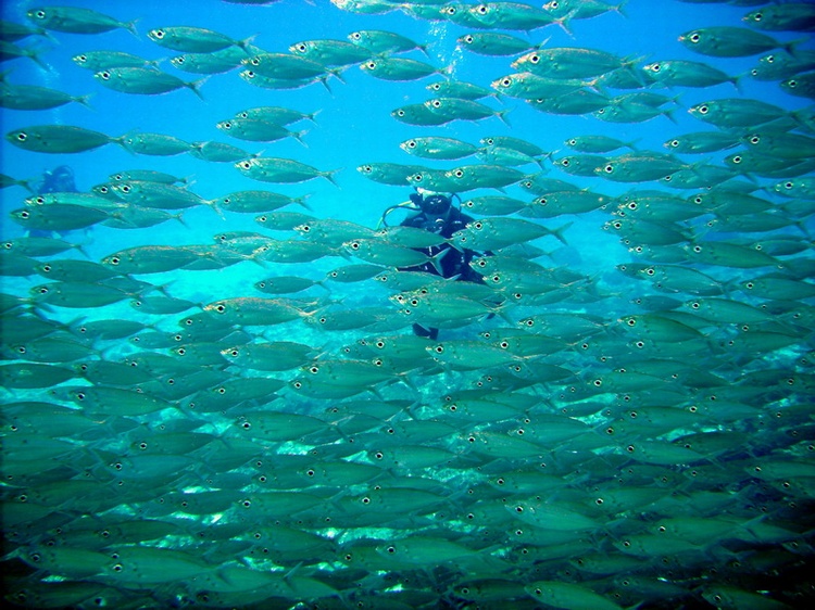 That is me behind all the fish - Cozumel - Dec 07