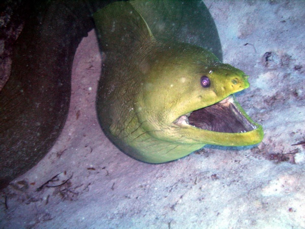 Moray Eel in Cozumel - Dec 2007