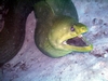 Moray Eel in Cozumel - Dec 2007