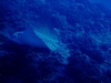 10 foot wingspan spotted Eagle Ray - Barracuda Reef - Cozumel - Dec 2007