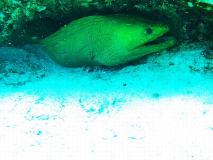 Moray Eel hiding from us - Cozumel - Dec 2007