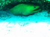 Moray Eel hiding from us - Cozumel - Dec 2007